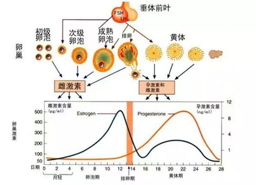 卵巢功能减退的两个最早征兆