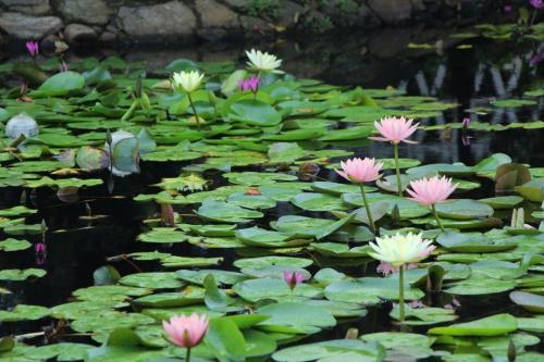 哪一个荷花池最漂亮呢 测你们之间有没有夫妻缘分