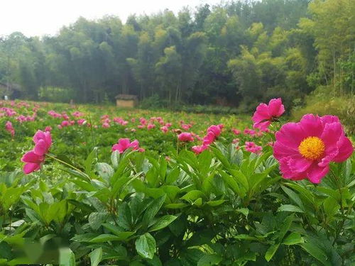 五河新增一网红打卡旅游点 假期游人如潮