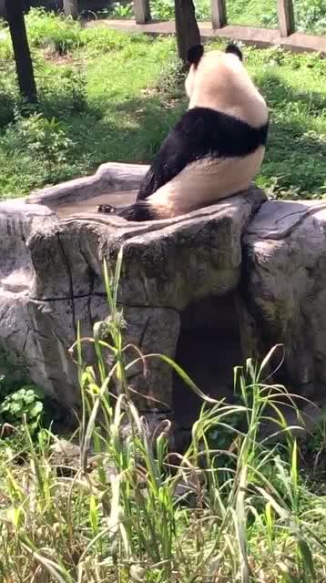 超级好看的大熊猫背影,虎背熊腰的 