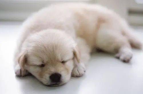 兽医提醒 狗狗这样睡觉,说明它不信任你,希望你家没有