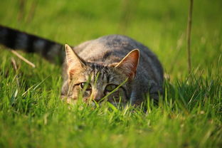 小猫吃鱼，小猫吃鱼的作文200字