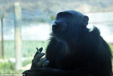 新疆野生动物园黑猩猩吸烟喝酒貌似老烟民 