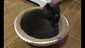 花俩小时自制的 简陋猫抓板