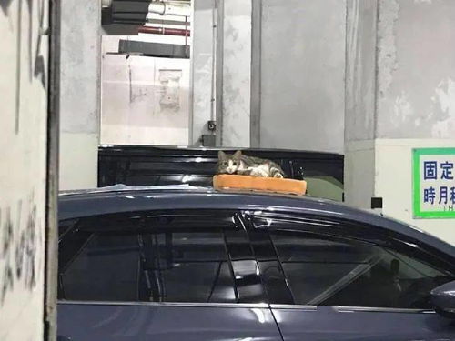 网友停的车每天都被猫爬,于是干脆放了个猫垫,让它们好好睡觉