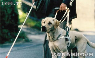 2015导盲犬价格