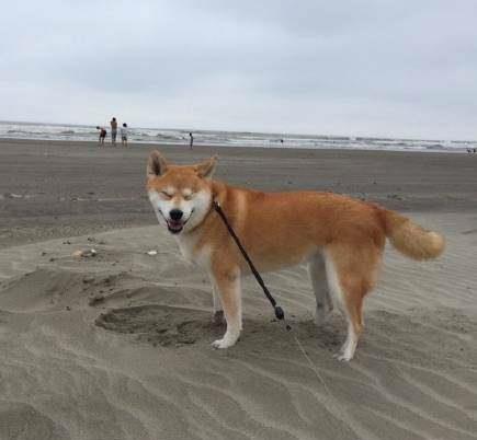 带柴犬去海边玩沙子,狗狗看到沙子笑眯了眼睛,下一秒主人想骂狗