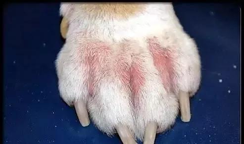 犬猫常见皮肤病有哪些 看图涨知识