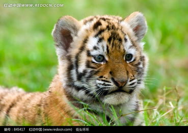 草地上的小老虎图片免费下载 红动网 