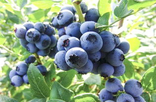 国产蓝莓产地在哪里,中国最大蓝莓基地排行？