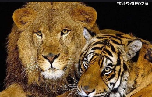 土耳其老虎单杀狮子,就能说明老虎比狮子厉害 真相没有那么简单