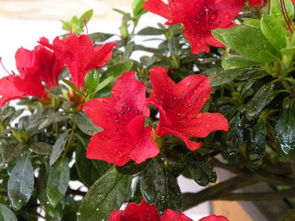 杜鹃花山茶花和映山红是同一种花吗？