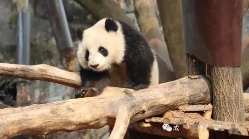 熊猫金宝长得过于潦草 你站住 精致的熊猫来了