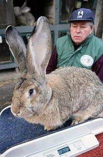 1米长35斤的巨型兔,使出一招旋风腿吓跑小偷