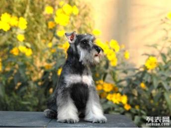 图 极品 雪拉瑞 在这里 优惠纯种和健康 CKU认证 北京宠物狗 