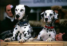 101斑点狗 美国1996年斯蒂芬 赫瑞克执导作品 搜狗百科 