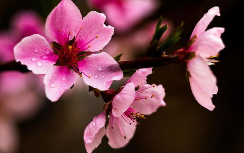 2月内,缘分桃花非常强烈,收获爱情顺顺利利的五生肖