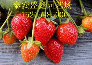 草莓苗艾莎草莓苗 泰安开发区盛鑫园艺场 