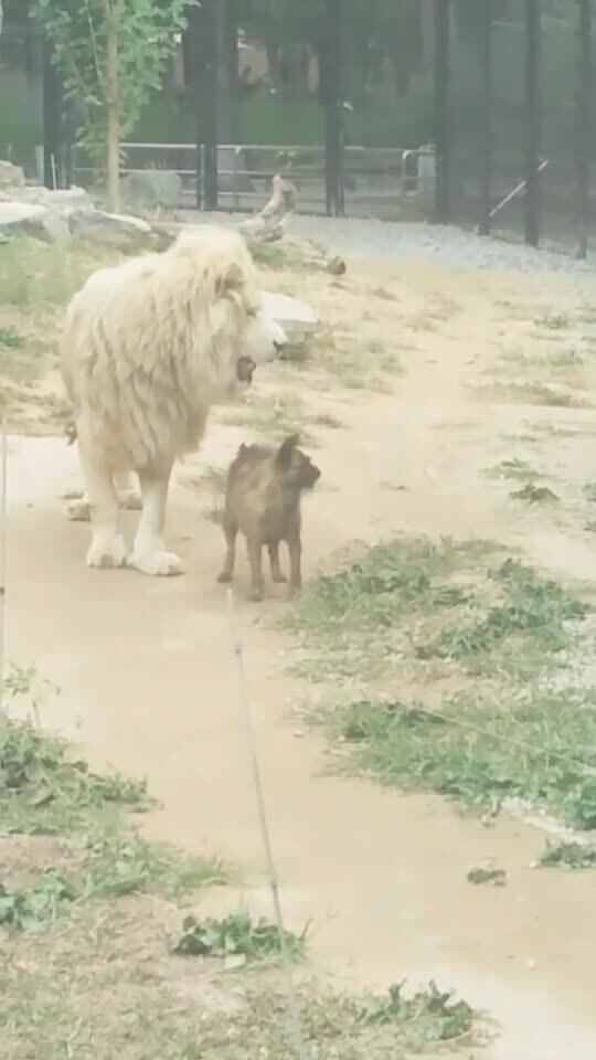 狗狗和狮子成为朋友,真稀奇 