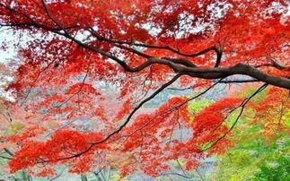 日本红叶季要来了,喜欢红叶就不要错过这些地方 