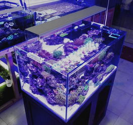 海水鱼缸照明灯该如何选择 珊瑚缸的led灯知识