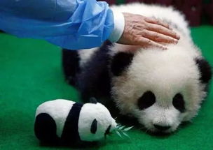 第一只被退货的大熊猫,4年租期2年就回国,原因亮了