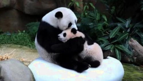 全球 最会赚钱 的大熊猫,一天能为国赚此数,被外国人含泪退回 