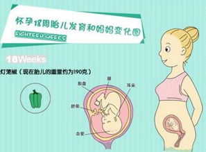 怀孕18周有胎动吗 孕18周胎儿发育情况和注意事项 