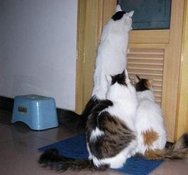 猫咪喜欢偷窥主人上厕所,厕所门成摆设,从排气扇进来看主人