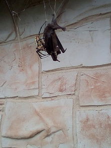 美国德克萨斯州巨型蜘蛛 花园蛛 猎杀蝙蝠 