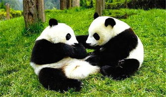 世界上唯一不属于中国的大熊猫,永远都回不了祖国,网友 心疼