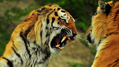 同为猫科动物,猫和老虎到底有什么区别