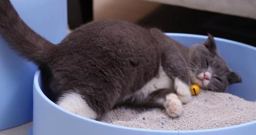 猫咪随地大小便,快来看看如何正确训练猫咪使用猫砂盆