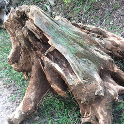 农民挖的杉树根,就是十几二十年前砍了杉树干以后剩下的树兜,而且基本上外围都已经烂了,请问收购这种树 