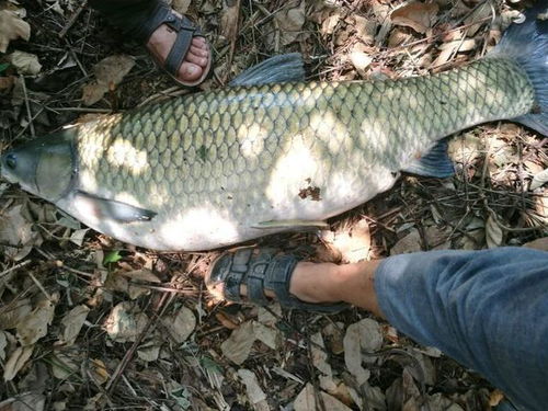 这么大的草鱼还是第一次见,钓友在大湖中钓到一条46斤的大草鱼