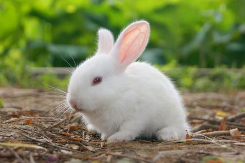 兔子一般多长时间会长大 