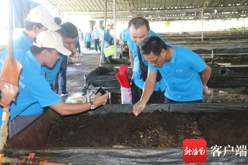 三亚发展蚯蚓养殖促进农业生态循环引关注 