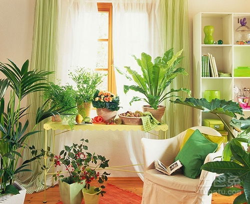 家里摆放什么植物好 优秀植物品种推介