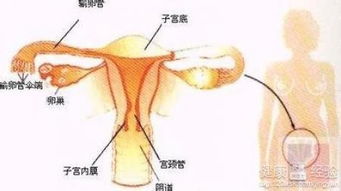 怀孕了有盆腔炎怎么办