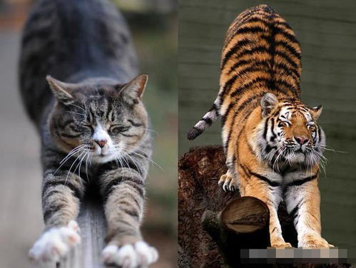 同为猫科动物,猫和老虎到底有什么区别 答案你万万想不到