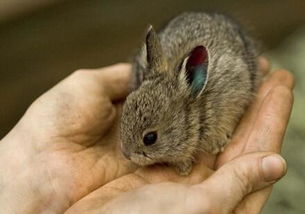 侏儒兔的寿命有多长 