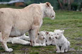 网友拍摄 三胞胎白色狮子宝宝亮相