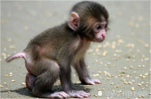 生肖猴 以下4个年份出生的 猴猴猴 天生上等命,看看你家有吗