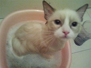 猫用什么洗澡好,给猫洗澡用什么东西 