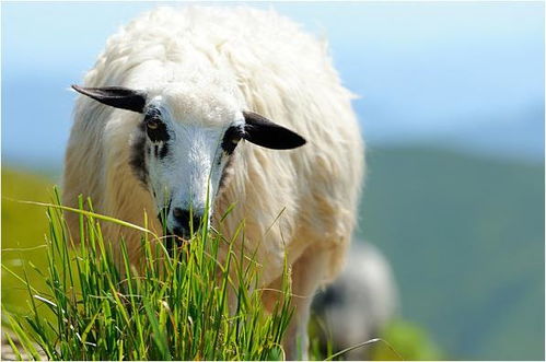 1979年 羊羊羊 的一生宿命 41岁后是穷是富 不是一般的准