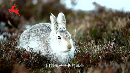 兔子为什么不吃窝边草呢 