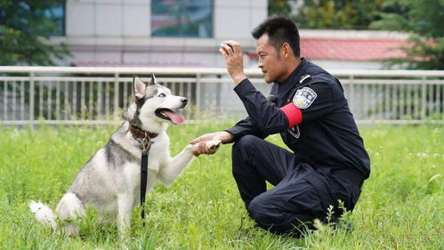 今日课堂 如何把狗狗训练成警犬