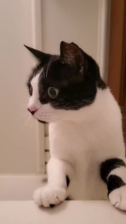 当猫猫看到人类在洗澡,一脸惊慌 