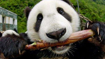 大熊猫的小时候是什么东西