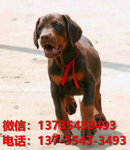 上海宠物狗狗犬舍出售纯种杜宾犬大型犬哪里有狗市场卖狗地方在哪买狗